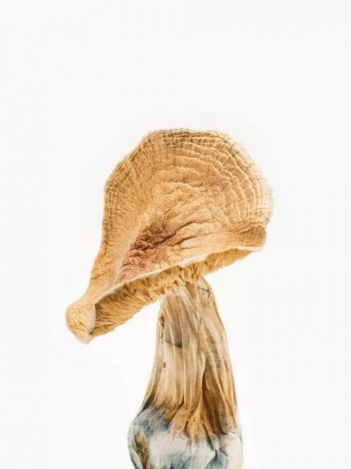 Where to Buy Psilocybin (Magic Mushrooms) online in Australia